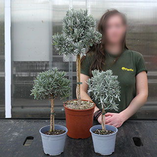 Lavender, Common on Stem